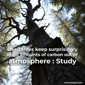 Read more about the article Dead trees keep surprisingly large amounts of carbon out of atmosphere : Study