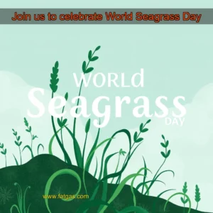 Read more about the article Join us to celebrate World Seagrass Day
